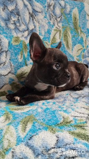 Французский бульдог щннок