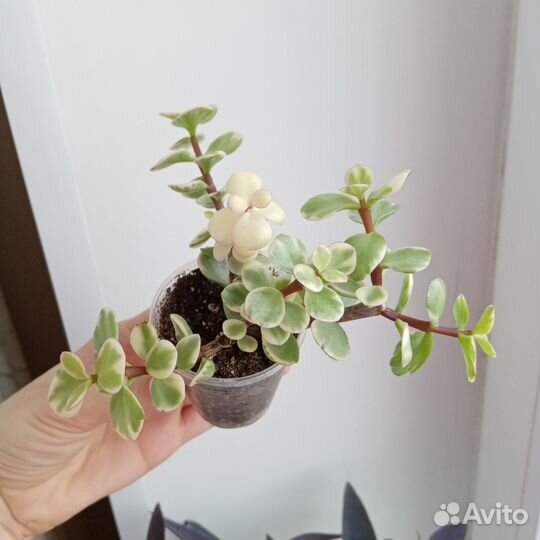 Портулакария Афра Вариегатная