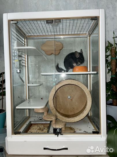 Шиншилла с клеткой