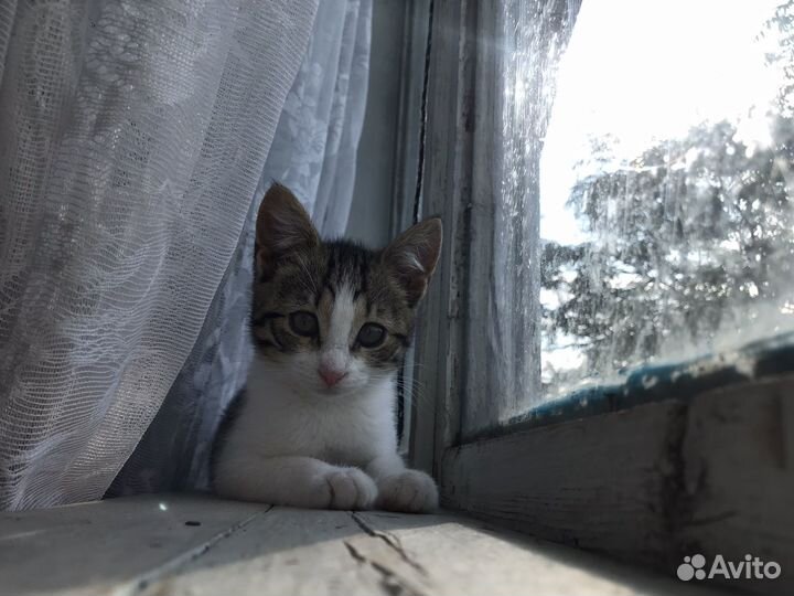 Котенок