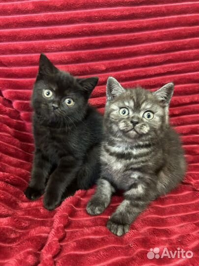 Британские котята