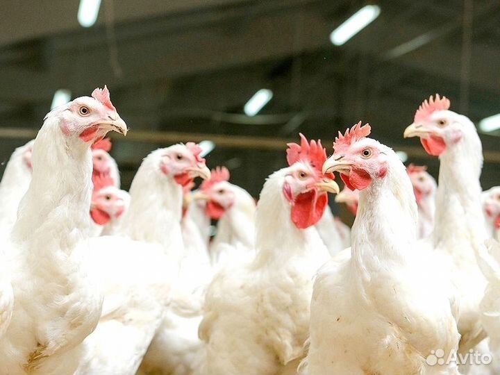 Куры несушки