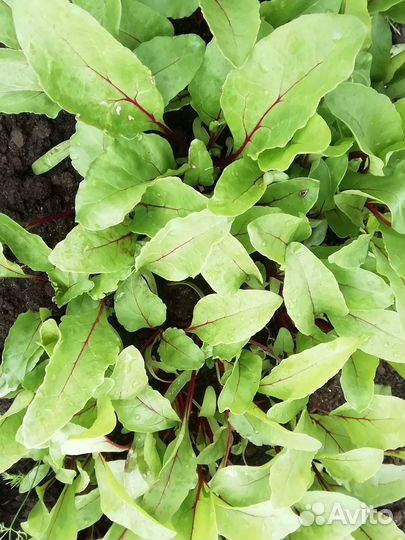 Рассада свеклы