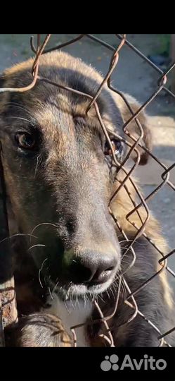 Пес в добрые руки