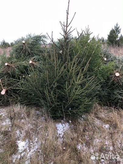 Ёлки (живые) оптом