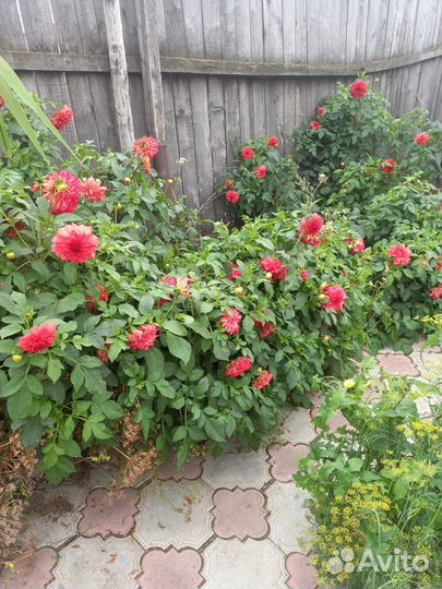 Георгины корни