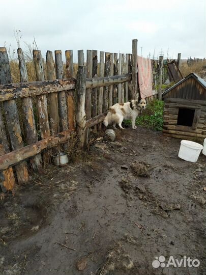 Отдам Собаку в Хорошие Руки
