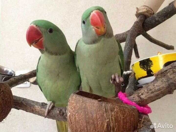 Александрийский попугай
