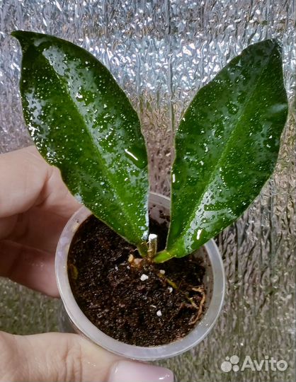 Хойя Верстеги и другие