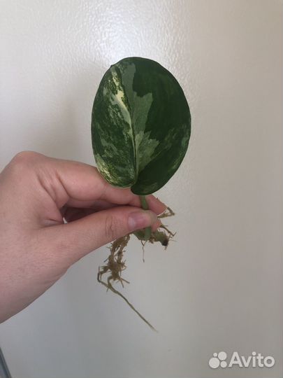 Сциндапсус