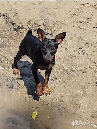 Цвергпинчер