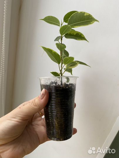 Фикус кинки