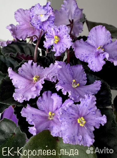 Сортовые фиалки