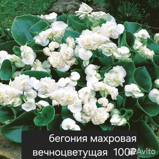 Бегония вечноцветущая махровая