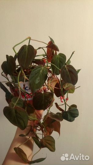 Филодендроны