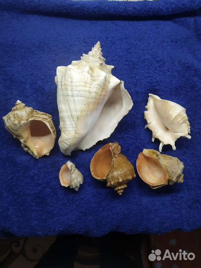 Морские ракушки для интерьера, или в аквариум