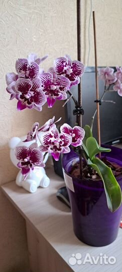 Детка орхидеи