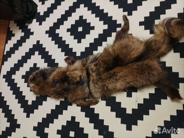 Шкурка Енота