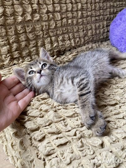 Котенок в добрые руки (девочка 1.5мес)