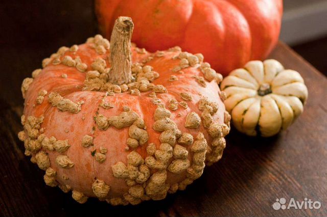 Семена тыквы