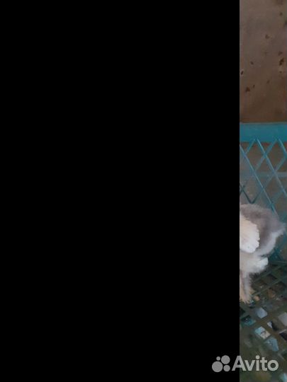 Цыплята брама. Суточные и недельные