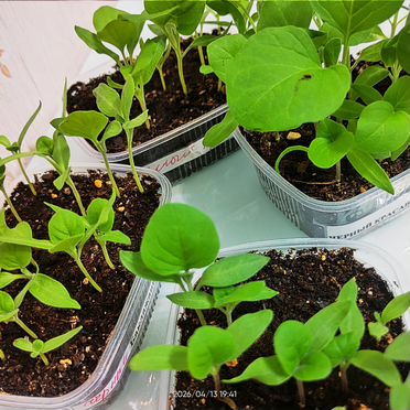 Рассада баклажан