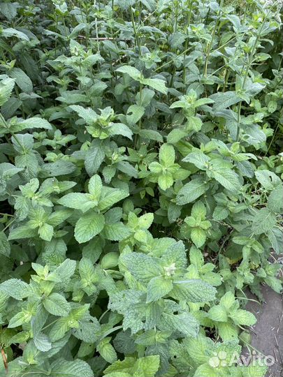 Мята, мелисса