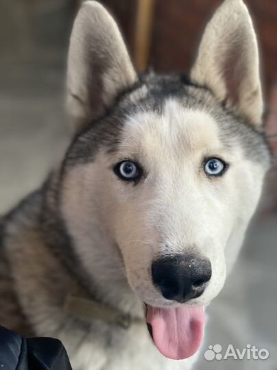 Сибирский хаски