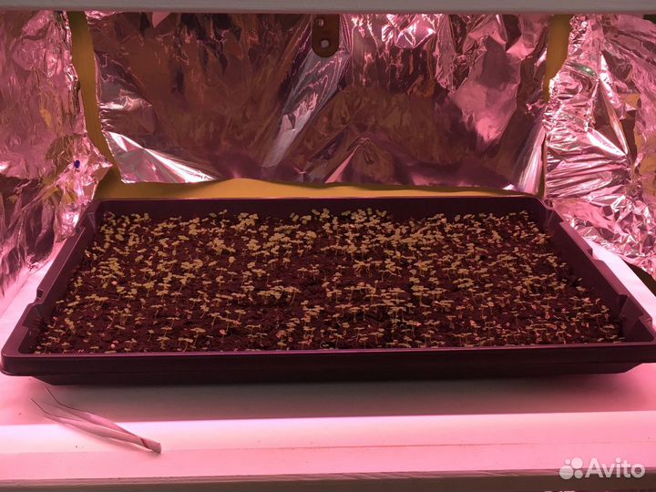 Декоративное дерево павловния павлония медонос