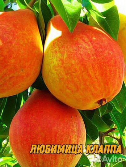 Саженцы груши летние