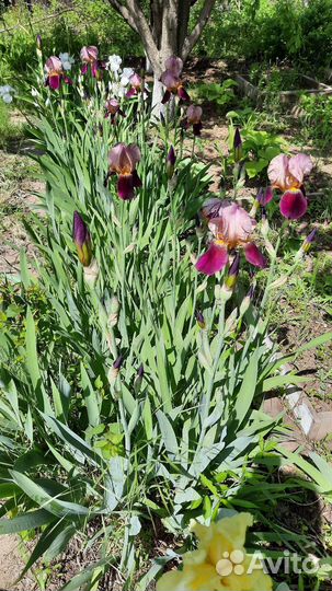 Ирисы бородатые