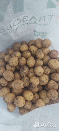 Семенной картофель