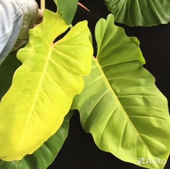 Филодендрон Strawberry Shake, Ло Споттед