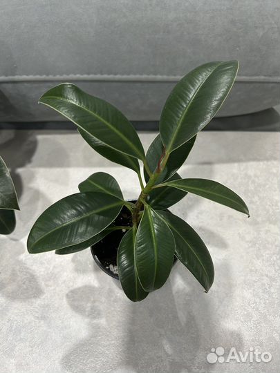 Комнатные цветы, фикус Мелани