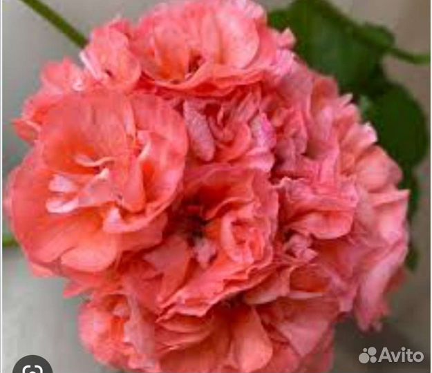 Пеларгония герань Mormor