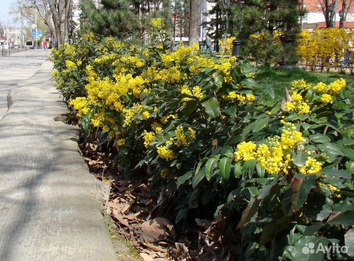 Магония Падуболистная, семена