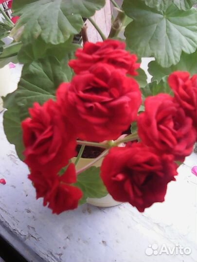 Комнатные цветы герани