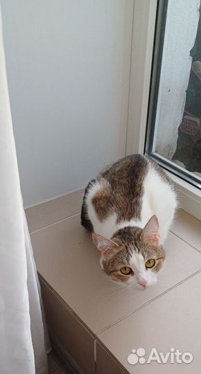 Отдам в добрые руки кошку