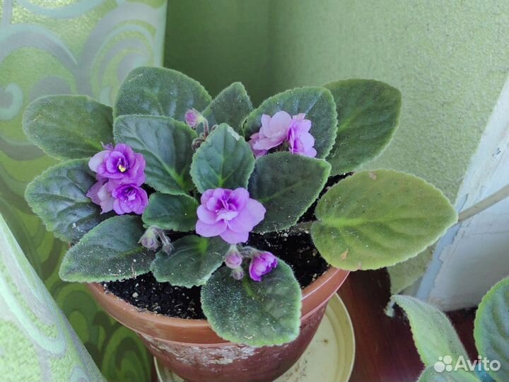 Фиалки и глоксинии