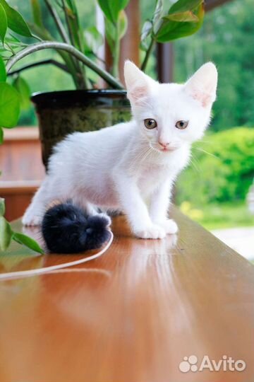 Невероятно ручной малыш в добрые ручки