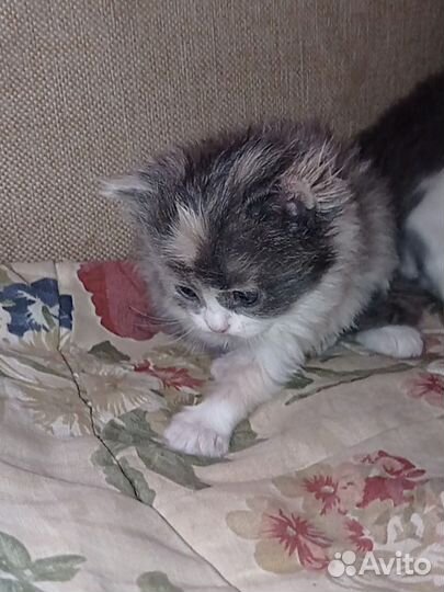 Шотландские вислоухие котята