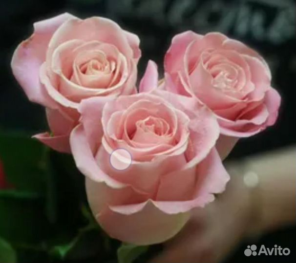 Роза саженцы очень красивых необыкновенны