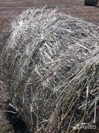 Сено в рулонах