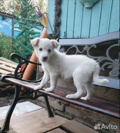 Щенок девочка