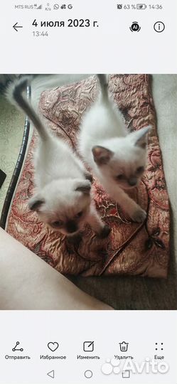 Кошки шотландцы