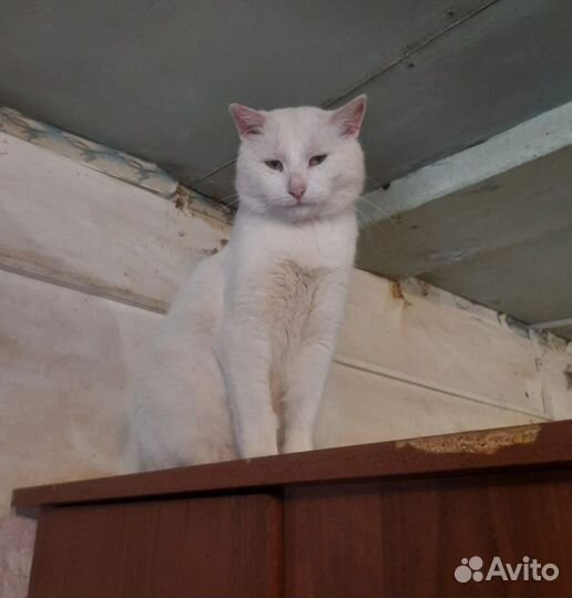 Кошки