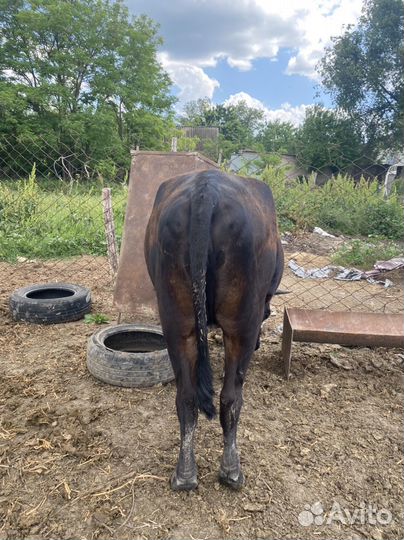 Телки стельные