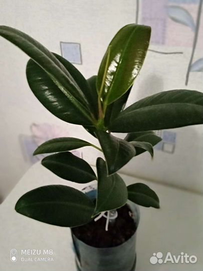 Фикус Эластика Рабуста