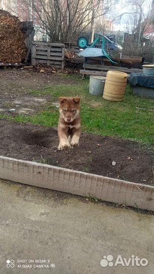 Щенок в добрые руки