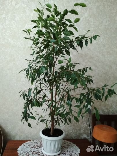 Фикус бенджамина большой